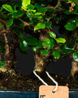 Carmona Forest