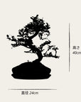 Carmona Chuu bonsai (bonsaiwonder) afmetingen