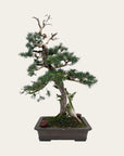 Juniperus Nr.42