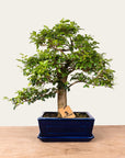 Ligustrum Bonsai No.47