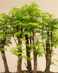 Metasequoia Forest XL
