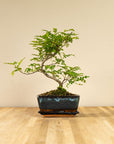 Zanthoxylum Katachi