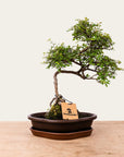Zelkova Bonsai No.49