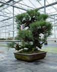 Pinus Thunbergii nr.02