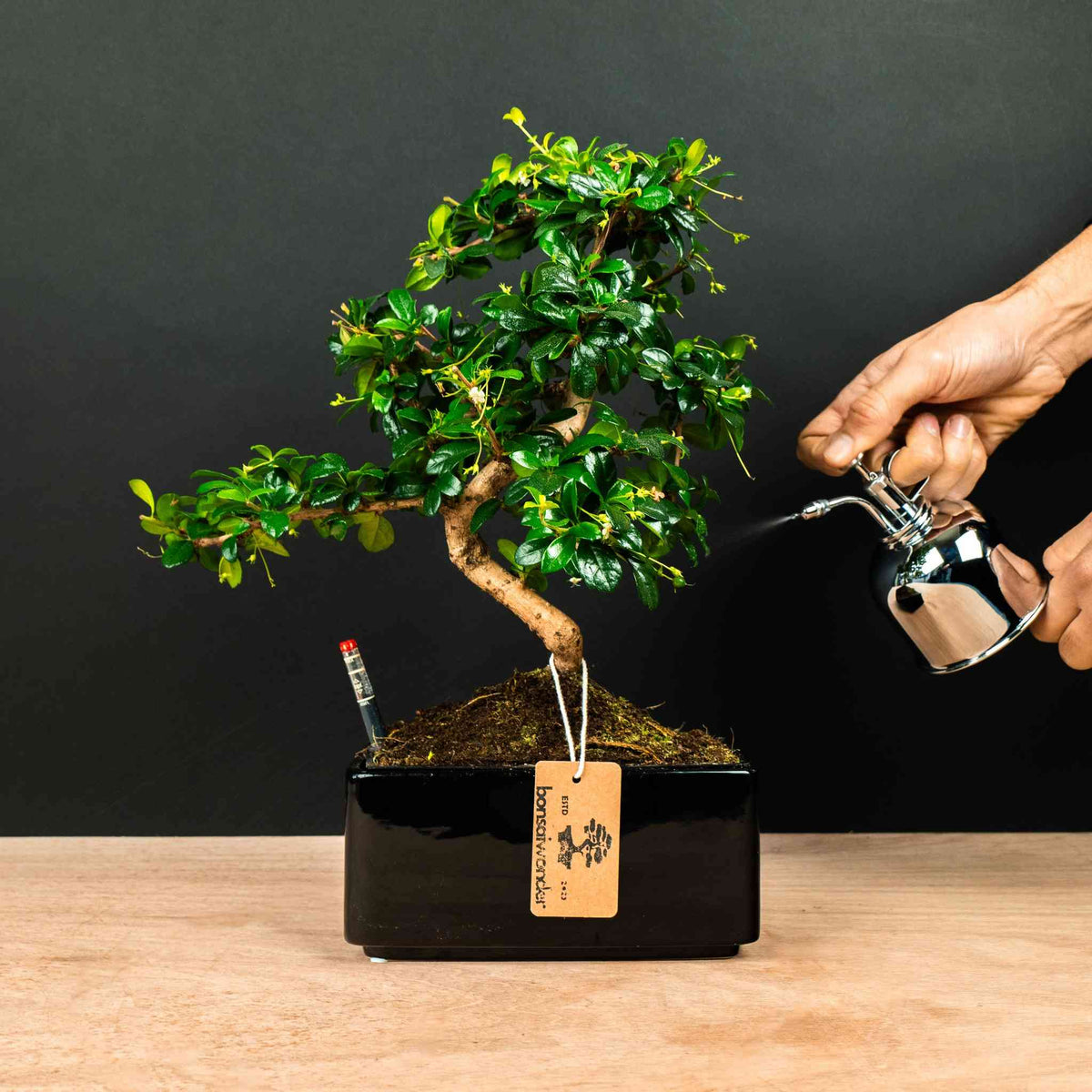 bonsai boom verzorgen