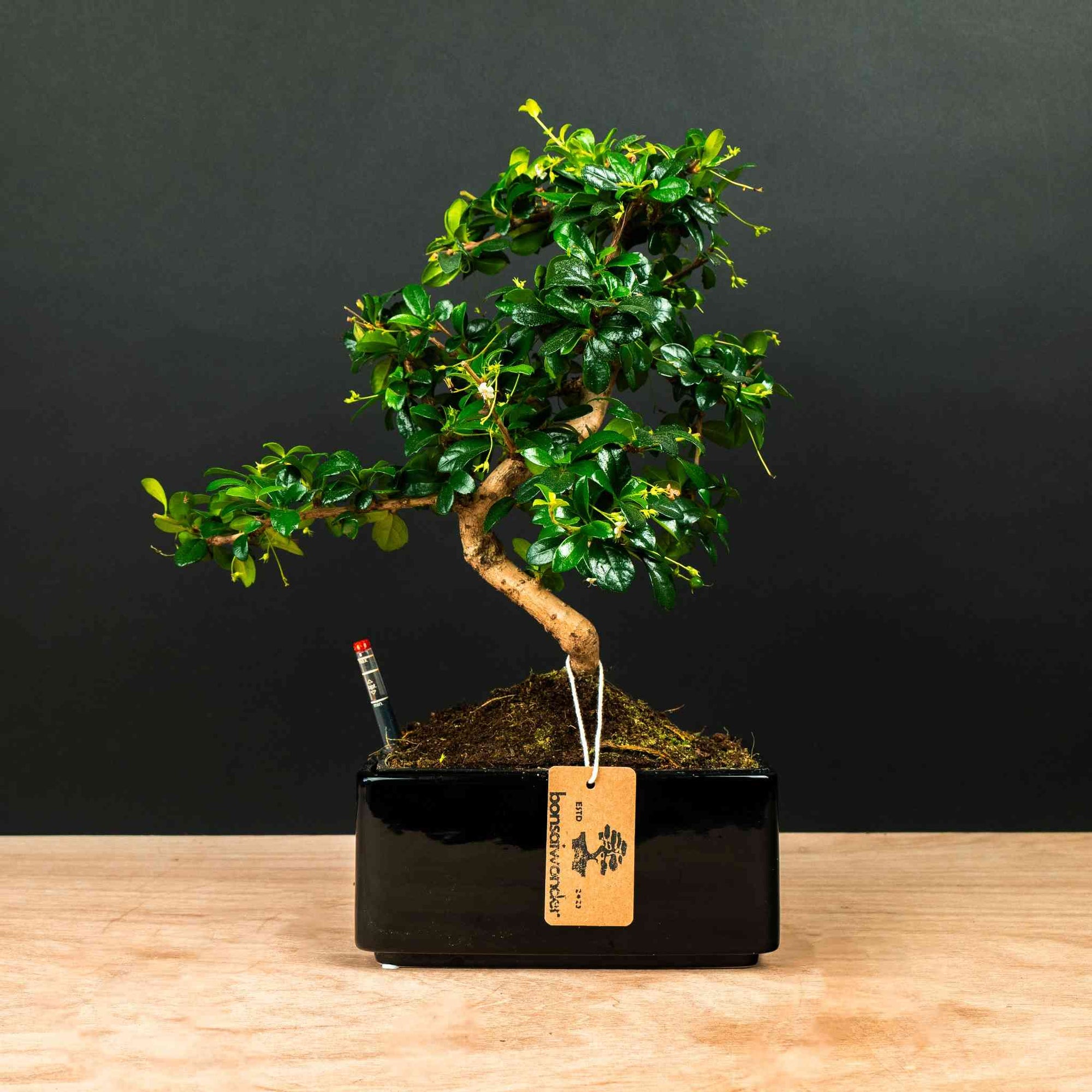 wensboom