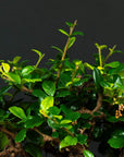 Carmona Forest