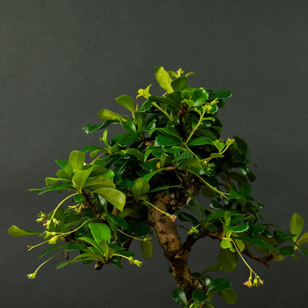Carmona Midori