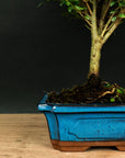 Test bonsai