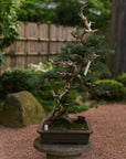 Juniperus Nr.42