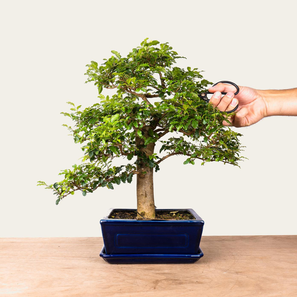 Ligustrum Bonsai No.47