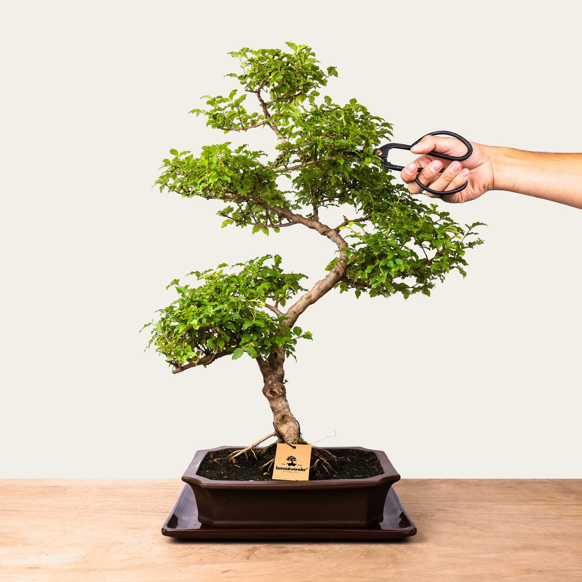 Ligustrum Bonsai No.50