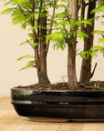 Metasequoia Forest XL