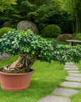 Ficus Nr.44