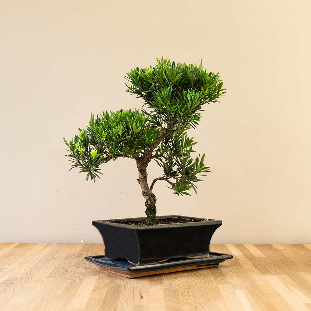 Podocarpus Onisan bonsai schuin aanzicht