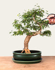 Sesbania Bonsai No. 46