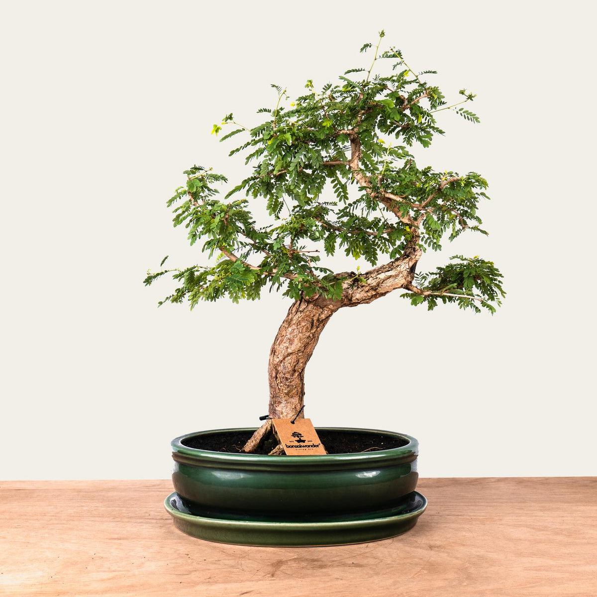Sesbania Bonsai No. 46