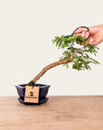 Sesbania Bonsai No.48