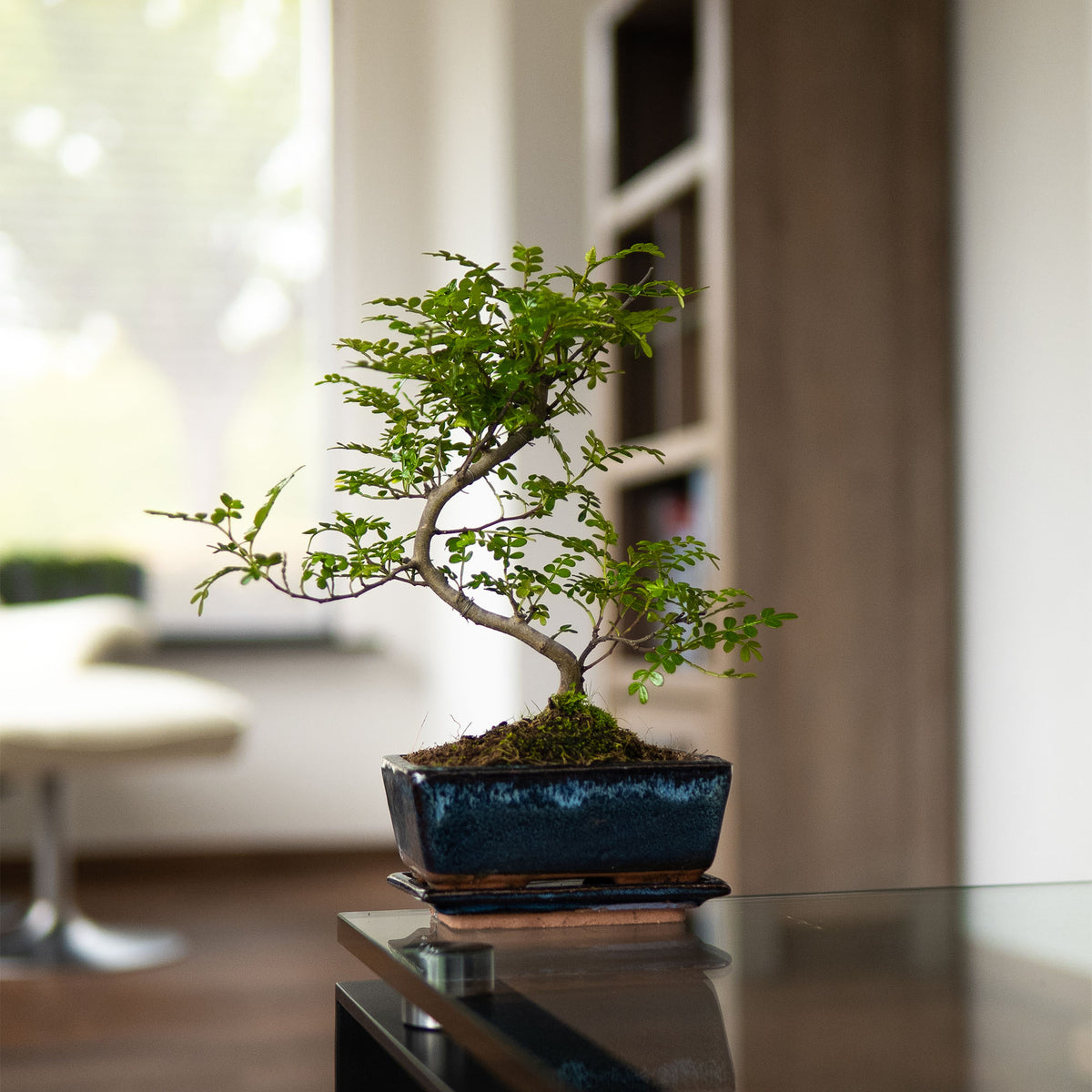 Zanthoxylum Katachi