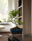 Zanthoxylum Katachi