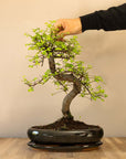 Zelkova Dai