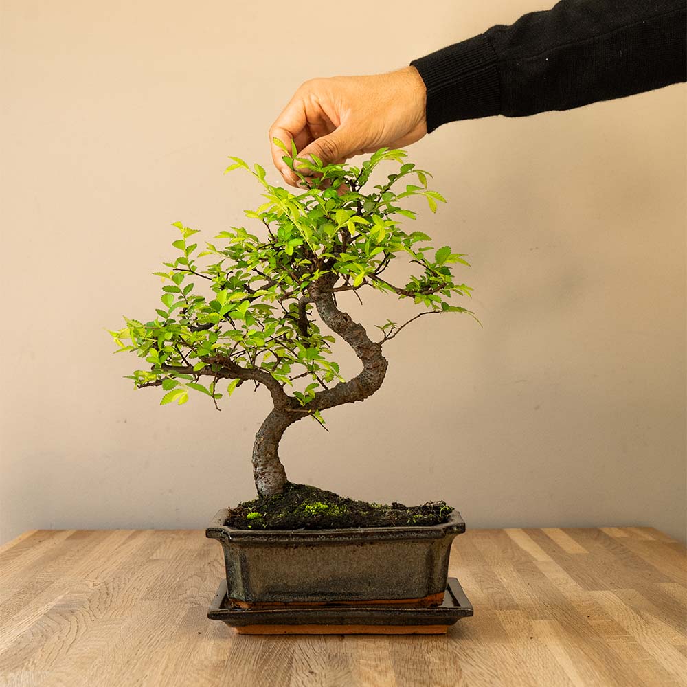 Zelkova Tennen
