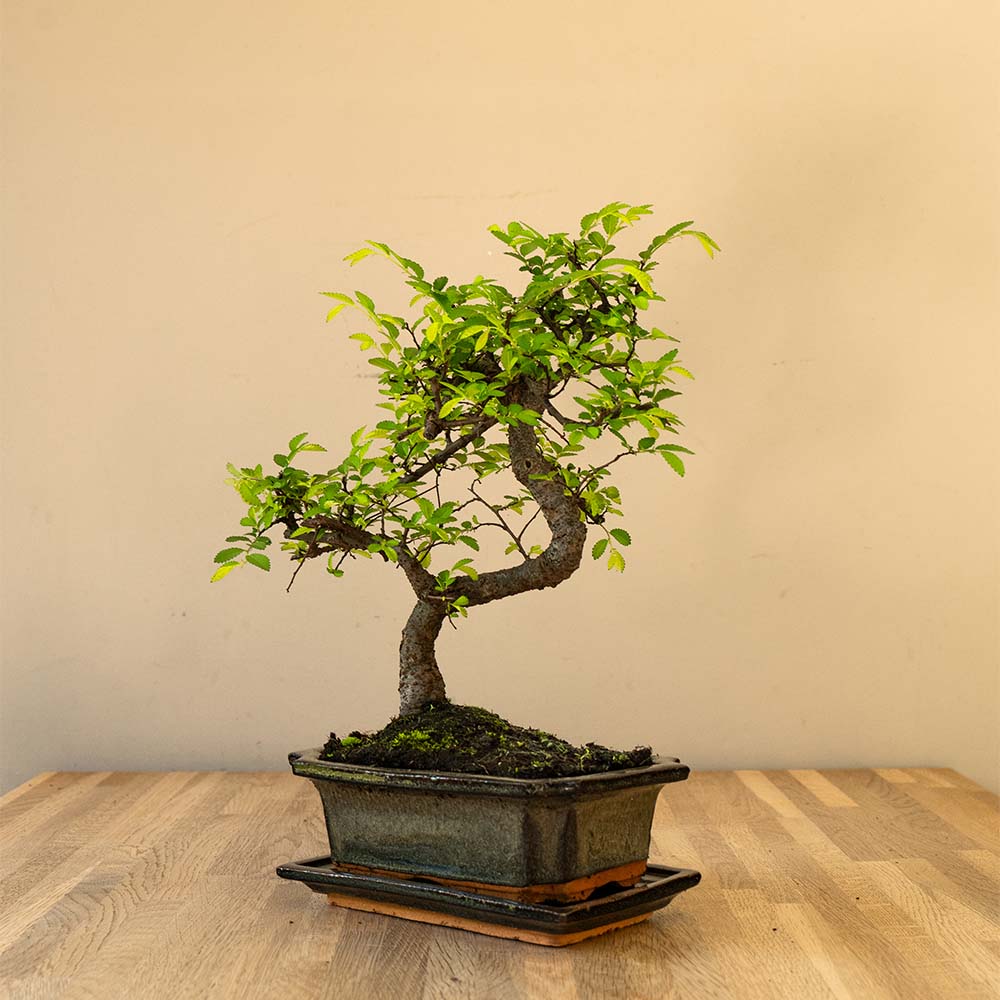 Zelkova Tennen