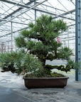 Pinus Thunbergii nr.02