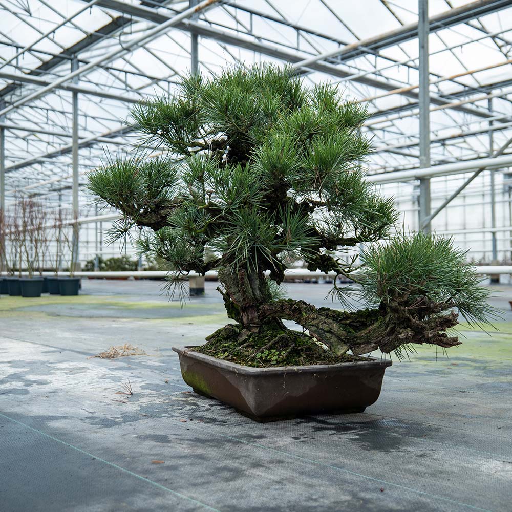 Pinus Thunbergii nr.02