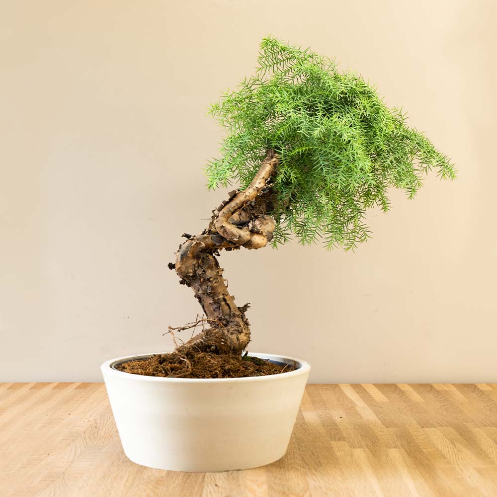 Araucaria Daija